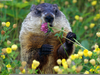 Ground Hog Day Animated Clipart Image