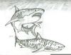 Tiger Shark Drawing Image