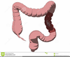 Colon Clipart Image