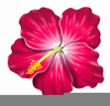 Free Hibiscus Clipart Image