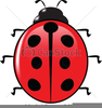 Free Clipart Ladybird Image
