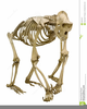Free Human Skeleton Clipart Image