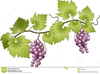 Free Clipart Grapevines Image