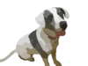 Catahoula Cur Dog Vectorized Clip Art