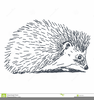 Cute Hedgehog Outline Image