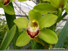 Green Cymbidium Orchids Image