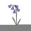 Bluebell Clipart Free Image