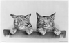 [two Kittens] Image