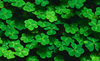 Background Clovers Vga Image