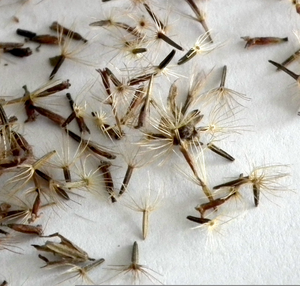 Stevia Plant Seeds Image