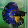 Mustard Gas Betta Image