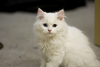 Fluffy White Cats Image