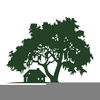 Clipart Live Oak Tree Silhouette Image