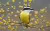 Great Kiskadee Texas Animal Image