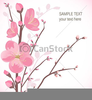 Cherry Blossom Tree Clipart Image