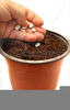 Planting Seeds Clipart Image