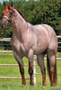 Red Roan Horse Image