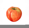 Apple Botanical Illustration Image