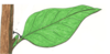 Leaf Image