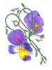 Clipart Larkspur Image