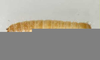 Flour Beetle Larvae Image