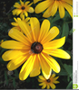 Free Clipart Of Black Eyed Susan Image