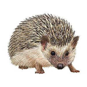 Hedgehog Cartoon Clipart Image