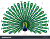 Free Clipart Of Feathers Image