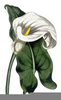 Calla Lily Clipart Image