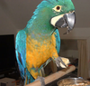 Shamrock Macaw Baby Image