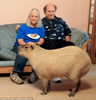 Capybara Pet Australia Image