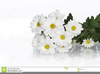 Clipart Of Daisies Image