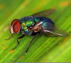 Blowfly Insect Size Image