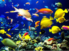 Tropical Reef Fish Image