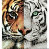 Tumblr Tiger Eyes Image