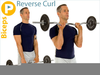 Reverse Curl Image