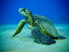 Green Sea Turtles Image