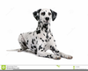 Dalmatian Dog Clipart Image