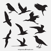 Images Clipart Gratuites Oiseaux Image