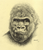 Gorilla Drawing By Manu Image