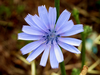 Blue Wild Flower Image