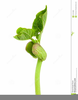 Free Clipart Seedling Image