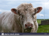 Charolais Bull Head Image