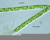 Ulothrix Slide Image