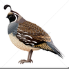 Clipart Bird Hunting Image