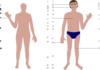 Male Human Body  Clip Art