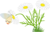 Daisy  Clip Art