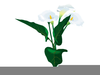 Calla Lily Border Clipart Image