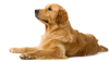 Golden Retriever Clipart Image