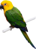 Parrot Png Image